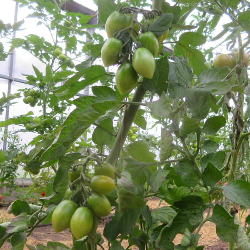 Grün gestreifte Cherry Tomatenfrüchte