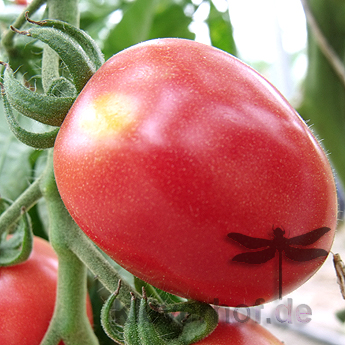 Pinke und Rote Tomatenpflanze mit Geschmack