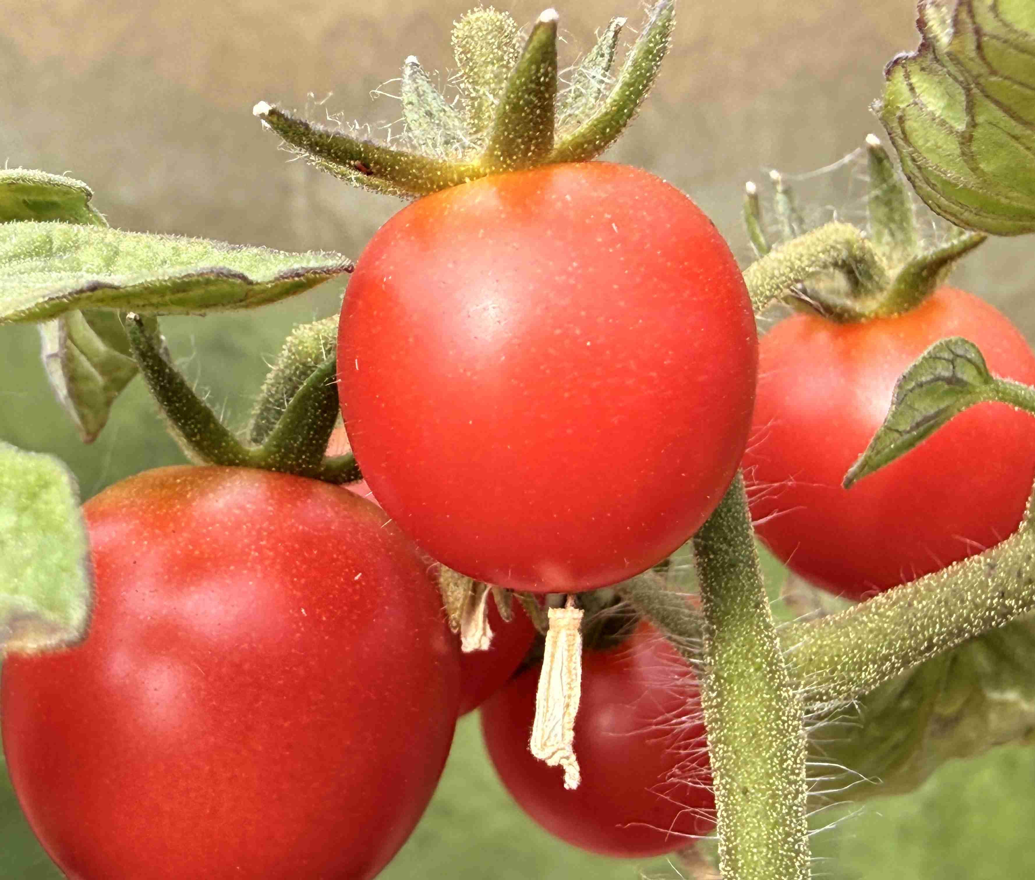 Tomatensaatgut Sweet & Neat Cherry Red