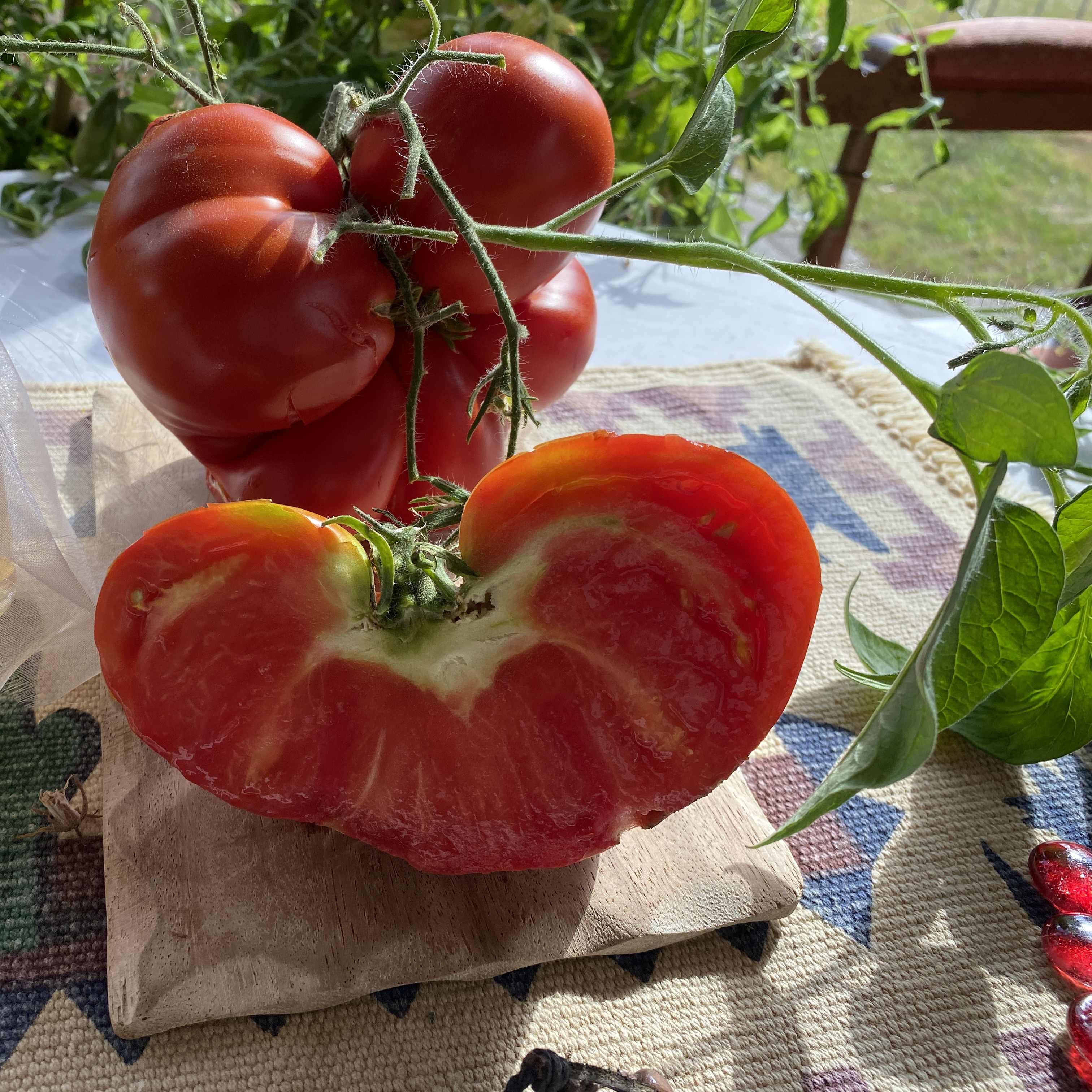 Tomatensaatgut Riesiger Drachen