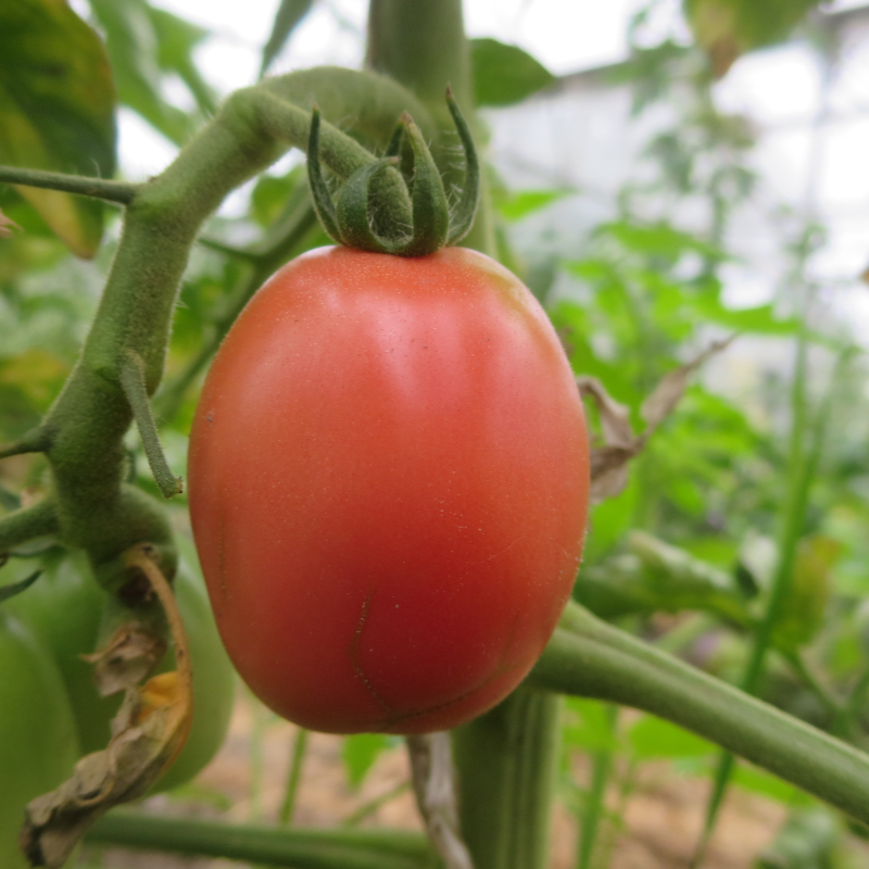 Orange und Pinke Tomatenvielfalt