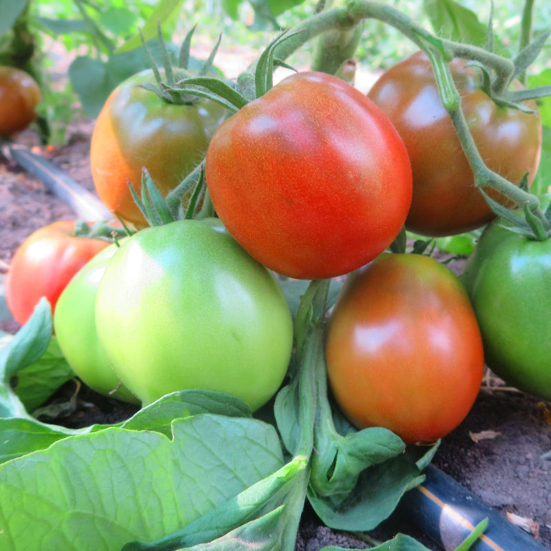 rot und Braune Bio Tomatenfrüchte