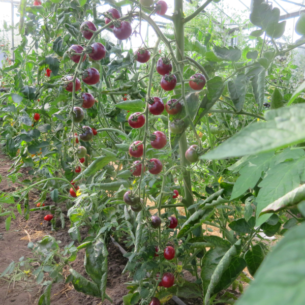 Rot und Blaue Tomatenfrüchte 