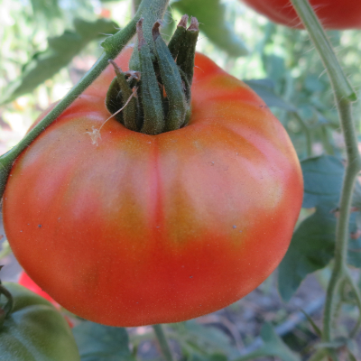 Schön Rote Tomatensorte