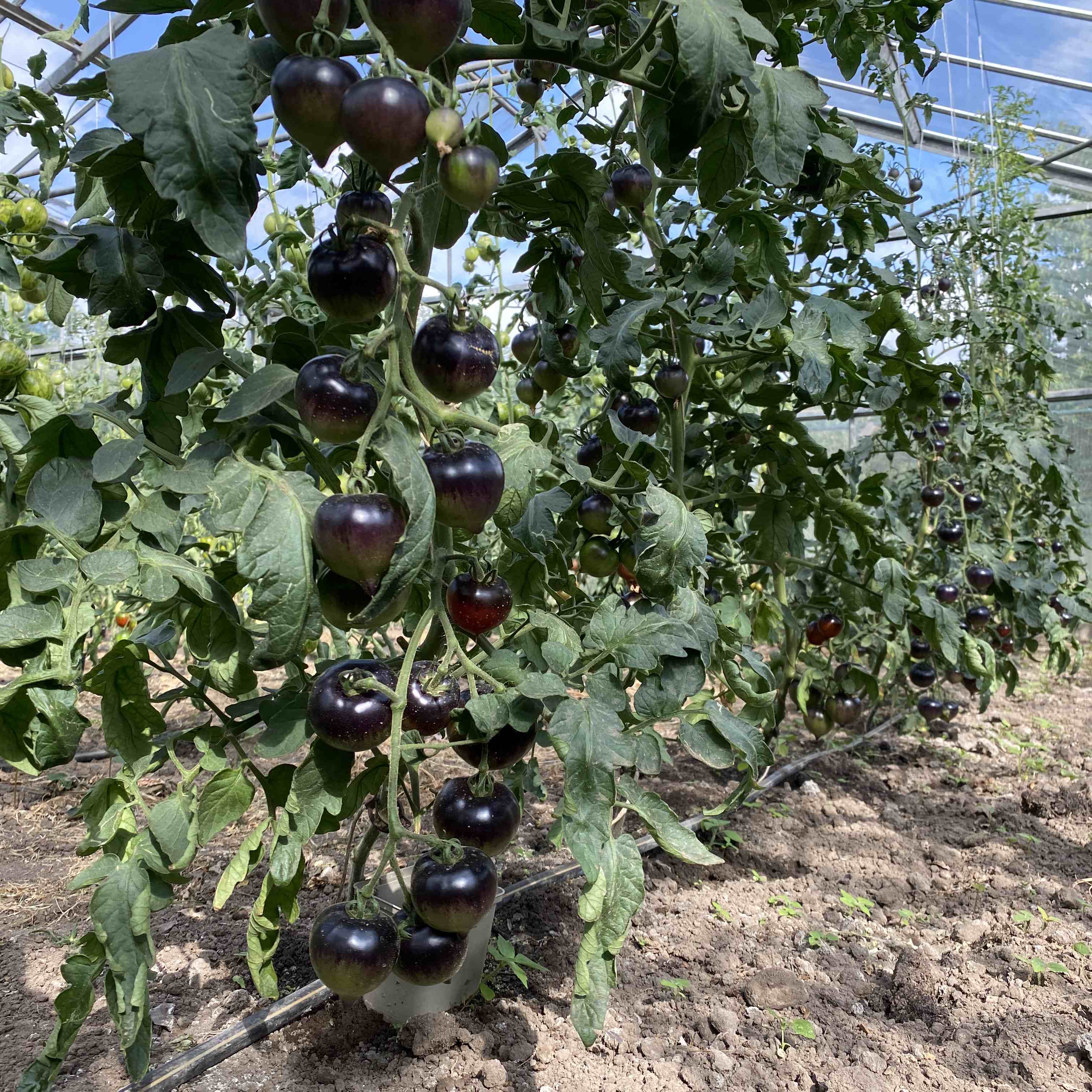 Tomatensaatgut Heaven Oregon