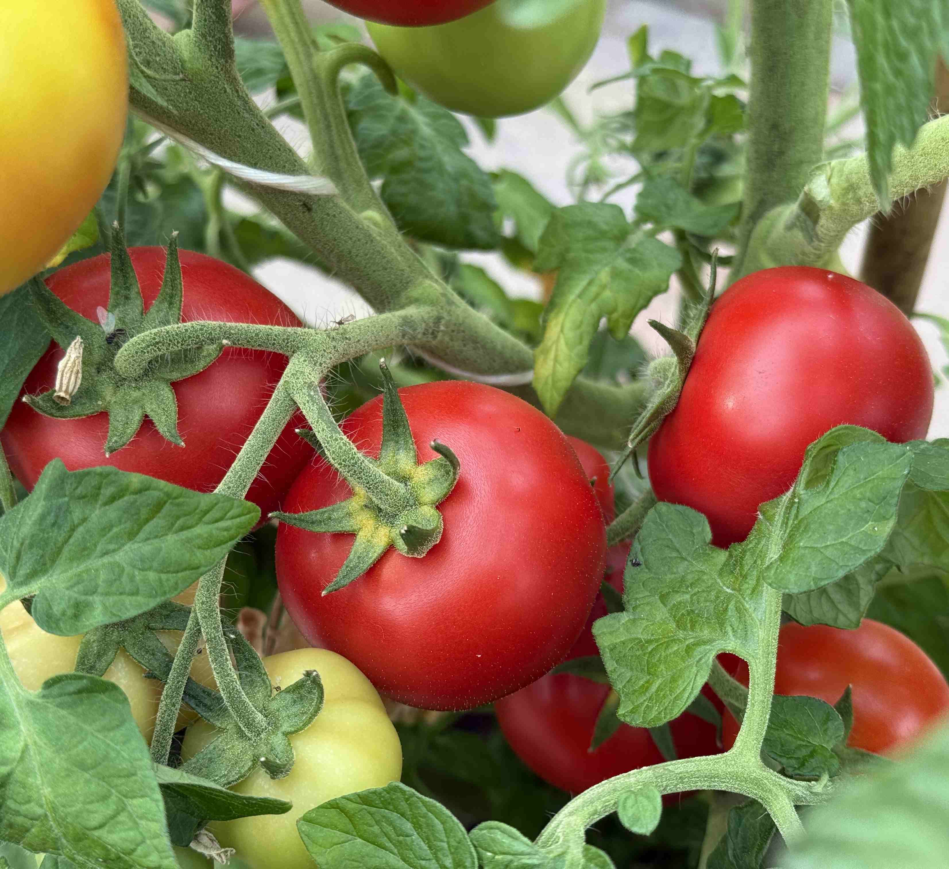 Tomatensaatgut Jutta