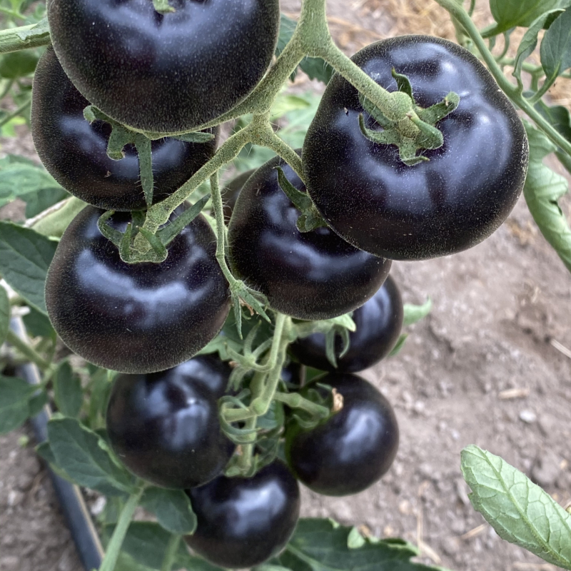 glaenzende schwarze Tomatenrispe