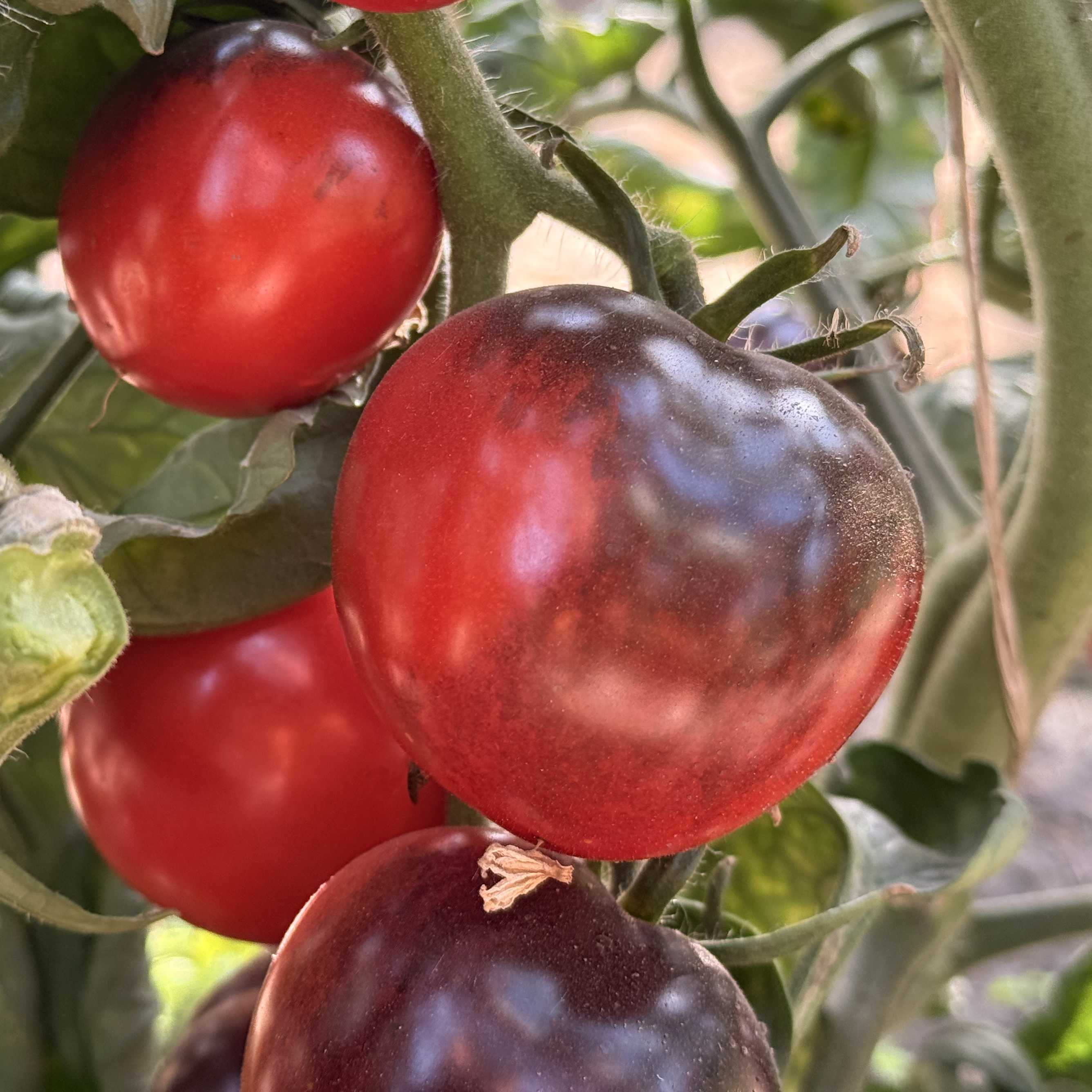 Tomatensaatgut Blue OSU (Indigo Rose)