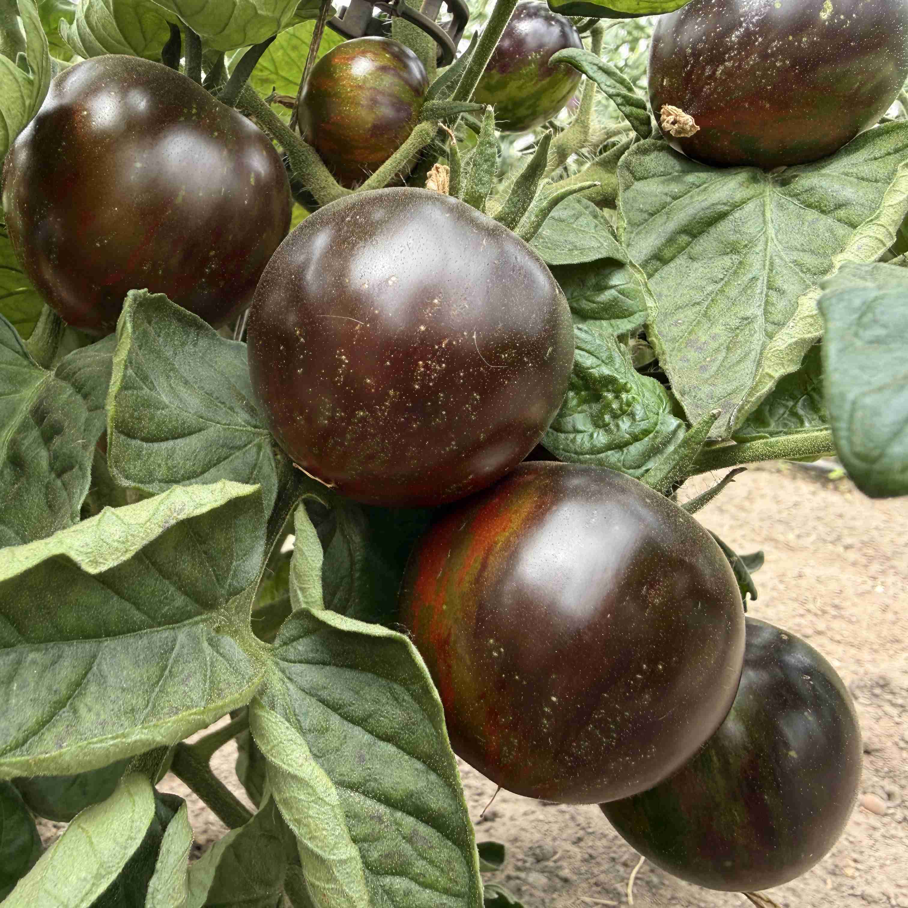Tomatensaatgut Gondwana Lava