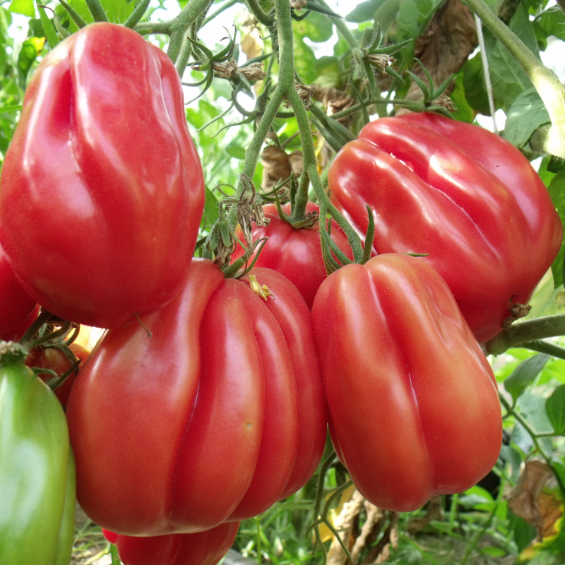 Rote Tomatenvielfalt in einer außergewöhnlichen form