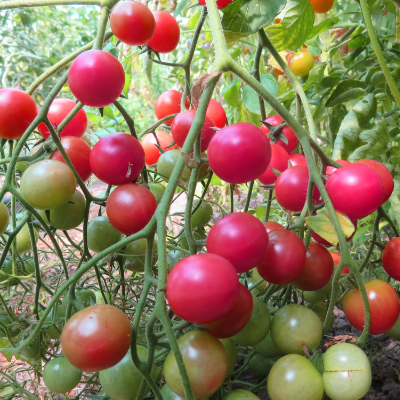 Pinke und Rote Tomatenpflanzen