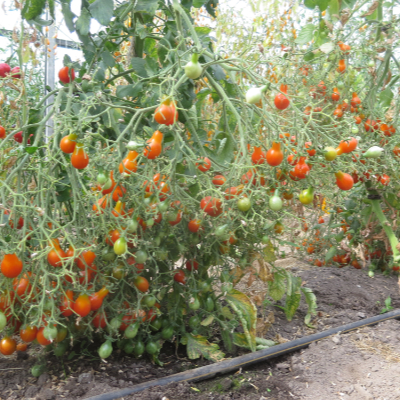 Rote Cherry Tomatenfrüchte in Brinenform