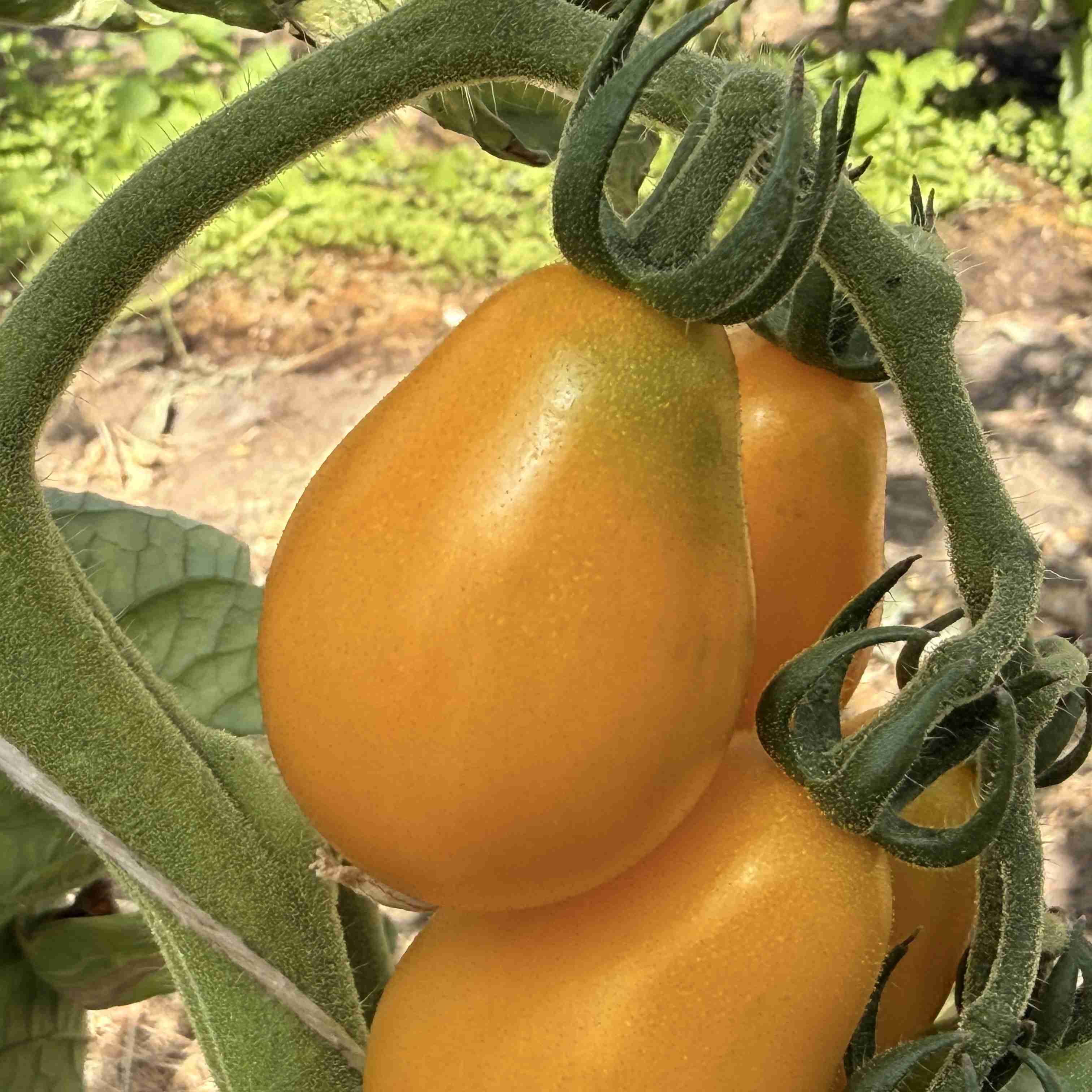 Tomatensaatgut Yellow Submarine