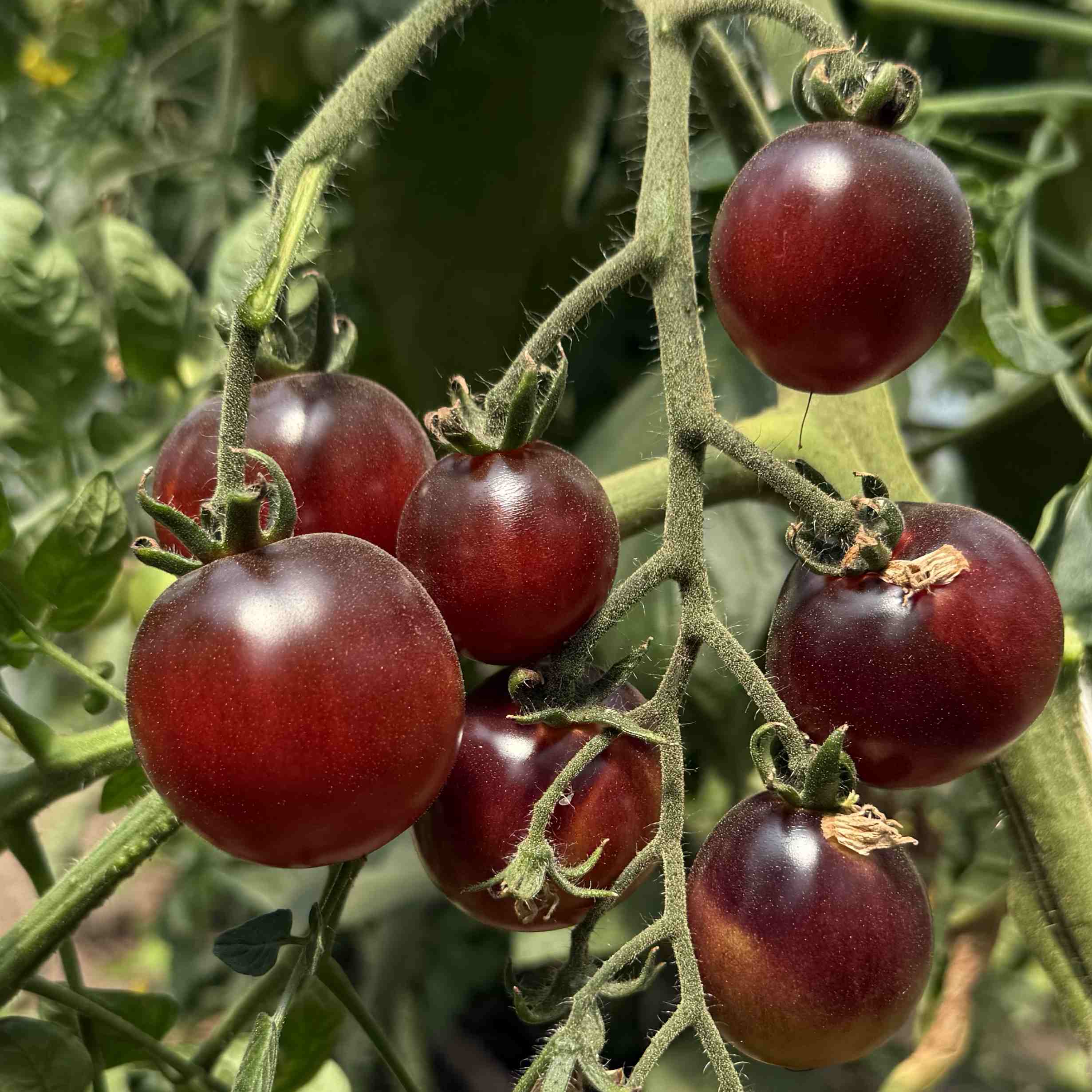 Tomatensaatgut Helsing Junction Blues