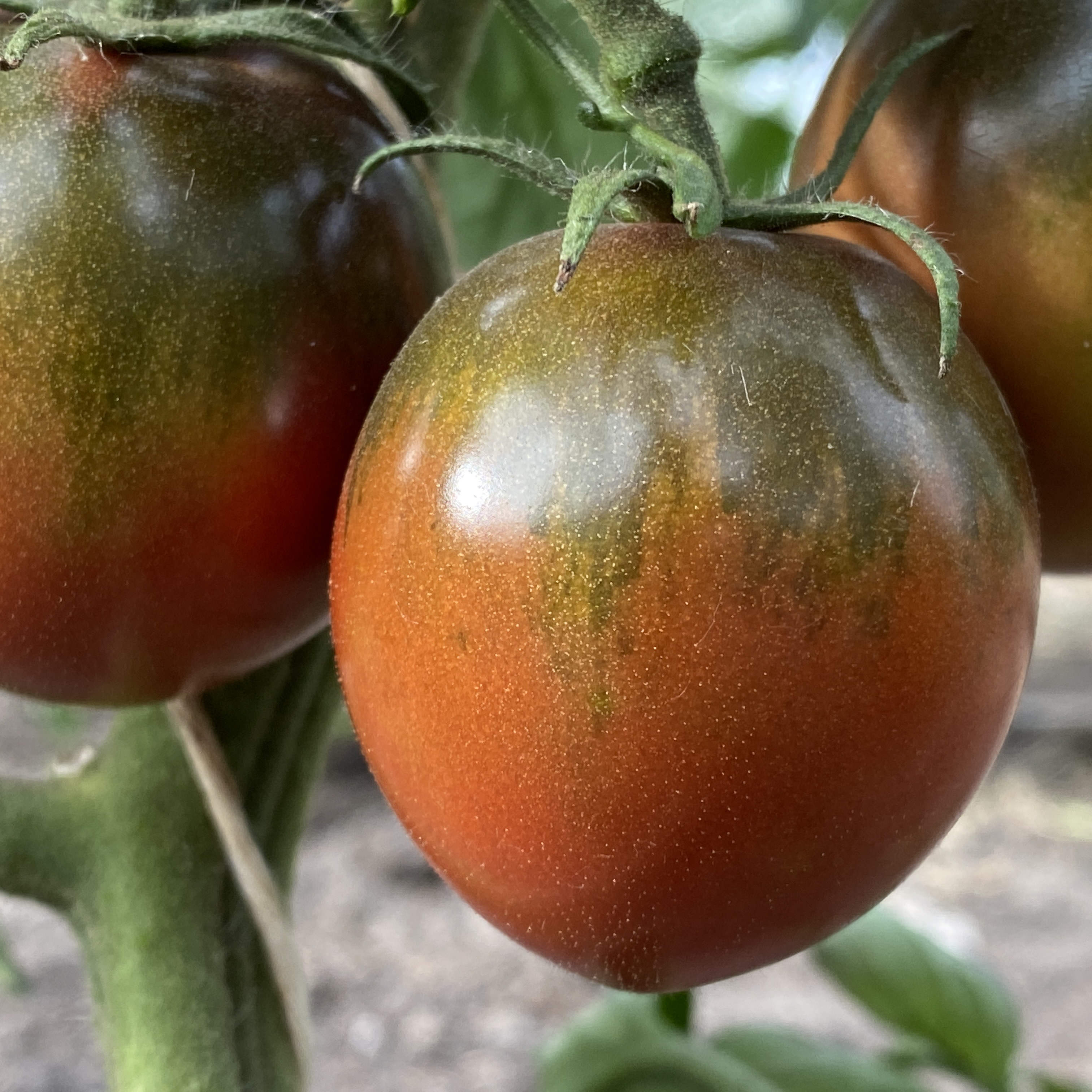 Tomatensaatgut Haley's Sweet Mystery