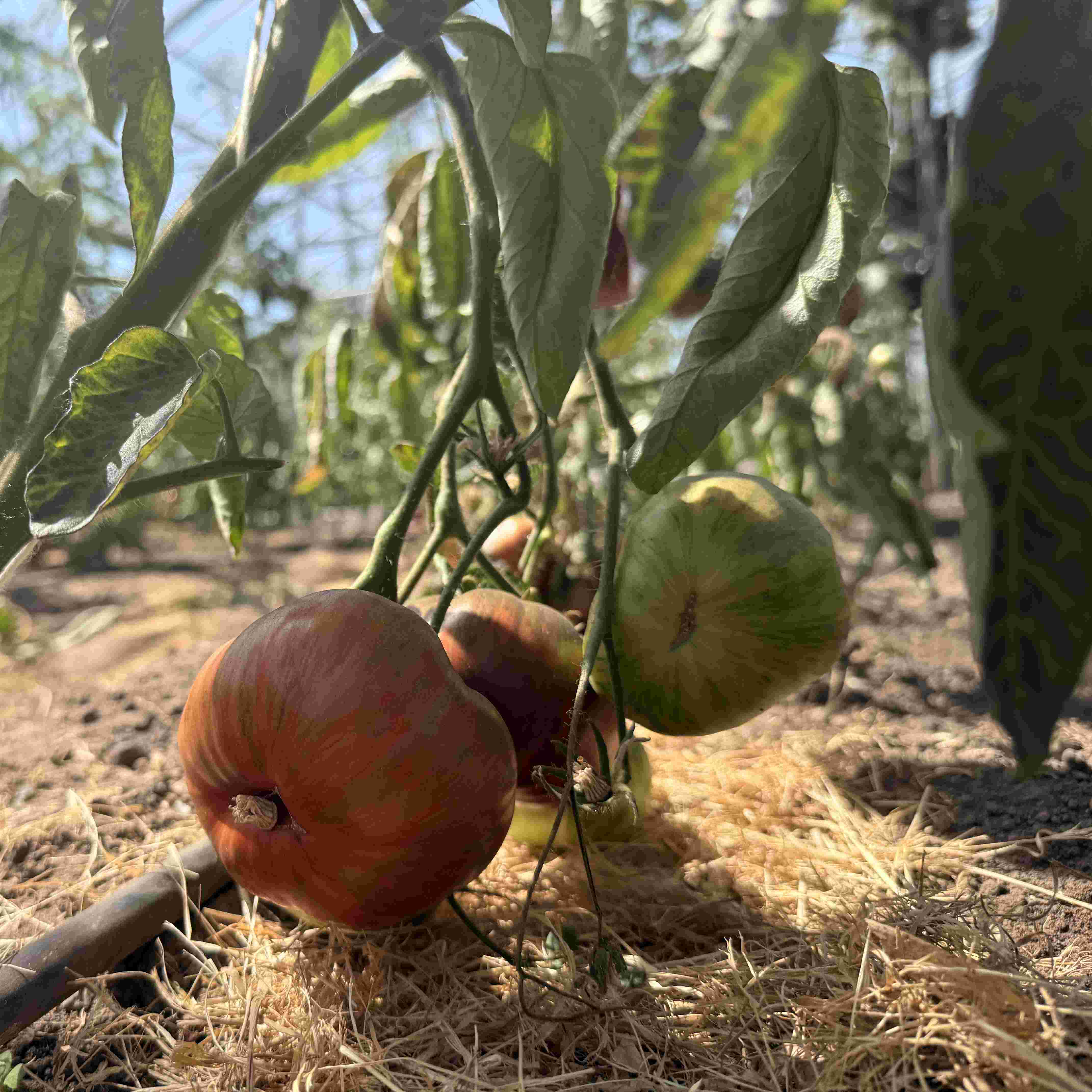 Tomatensaatgut Mississippi Queen