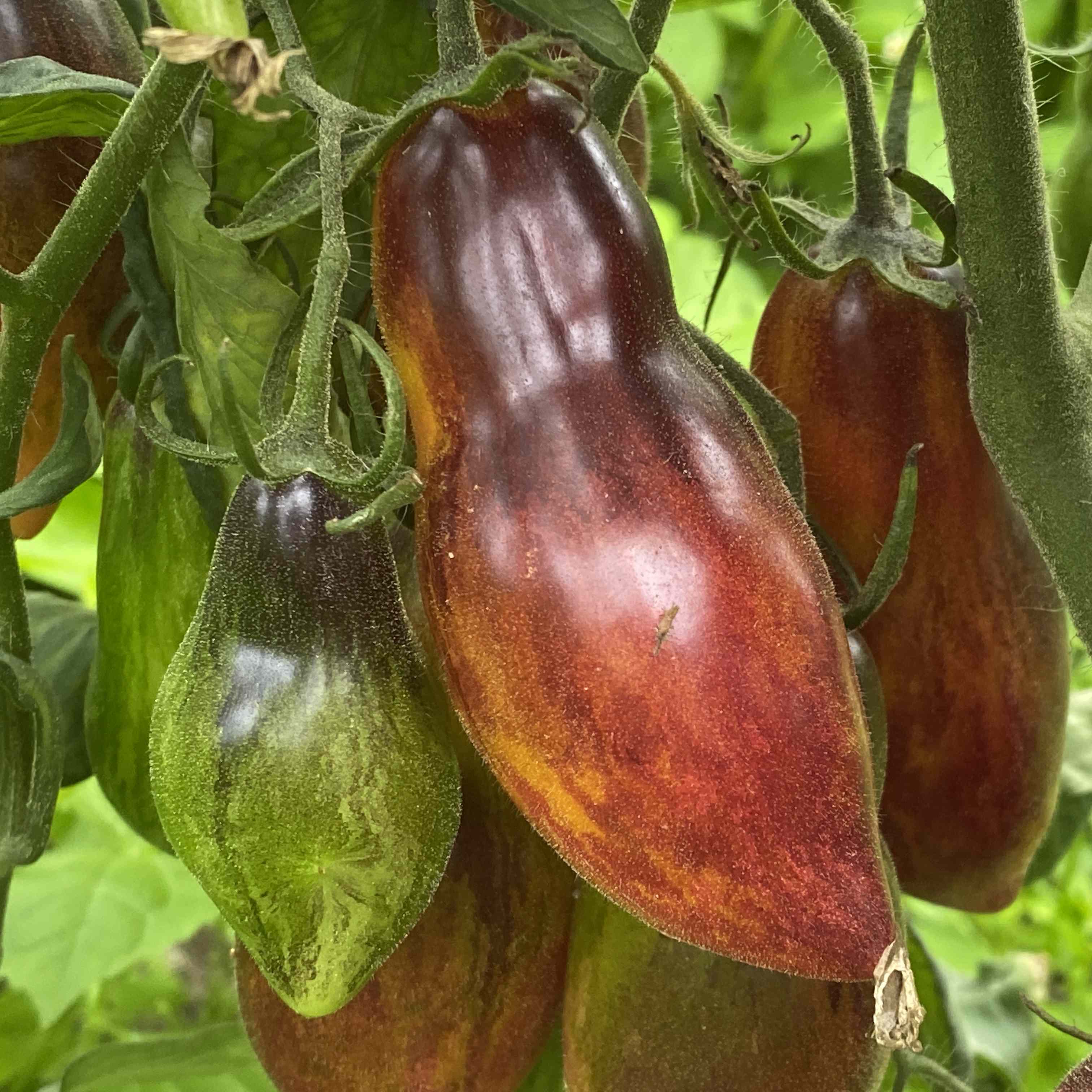 Tomatensaatgut Antho Pink Panther