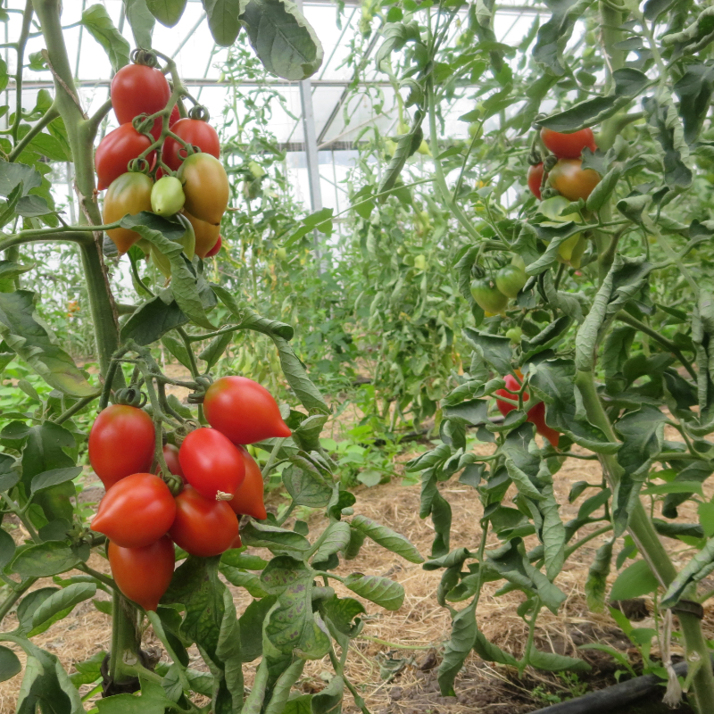 Rote Tomatensorten