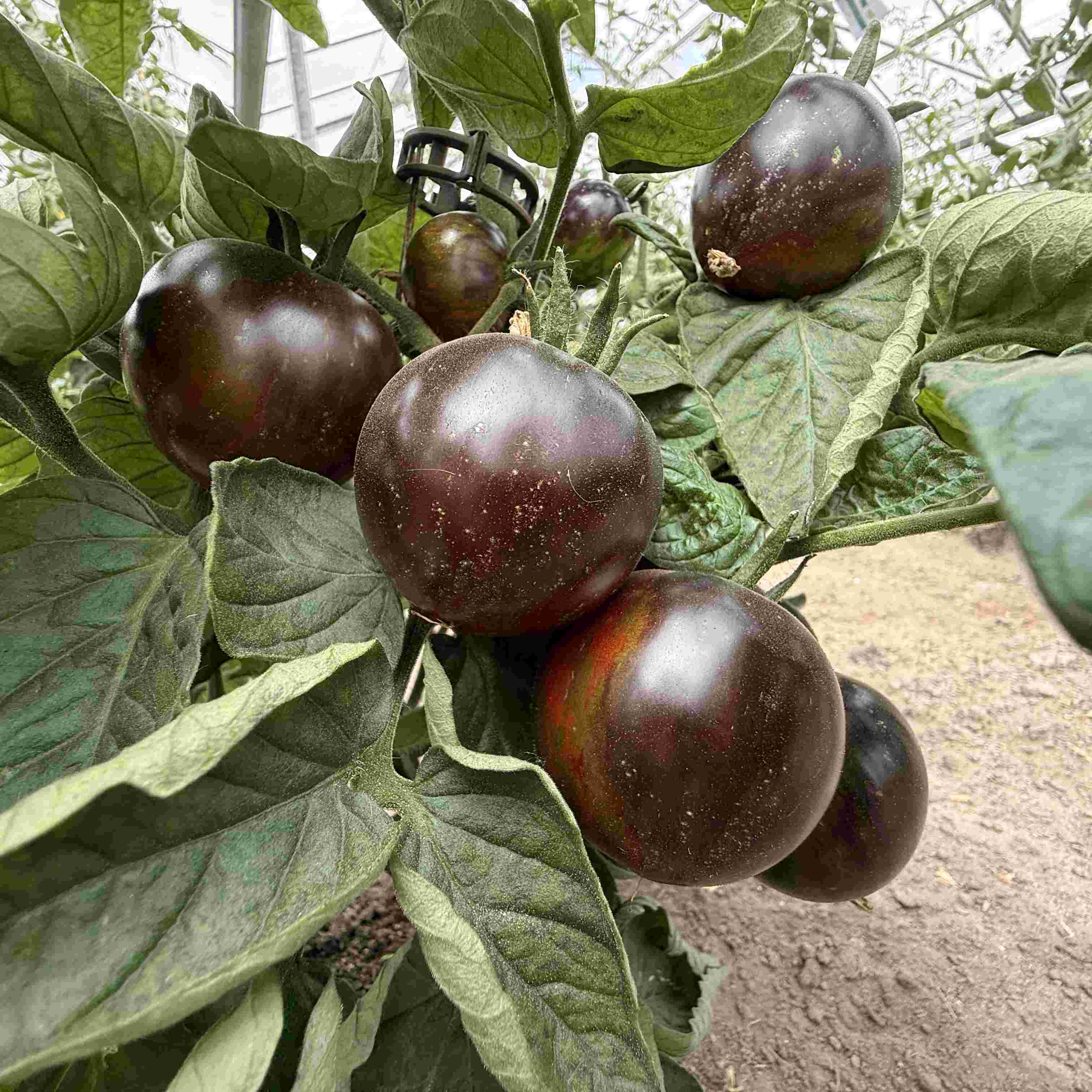 Tomatensaatgut Gondwana Lava