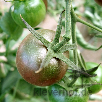 Schöne Schwarz/Braune Tomatensorte