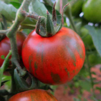 Prachtvolle Rote Tomatenfrucht mit Tollem Geschmack