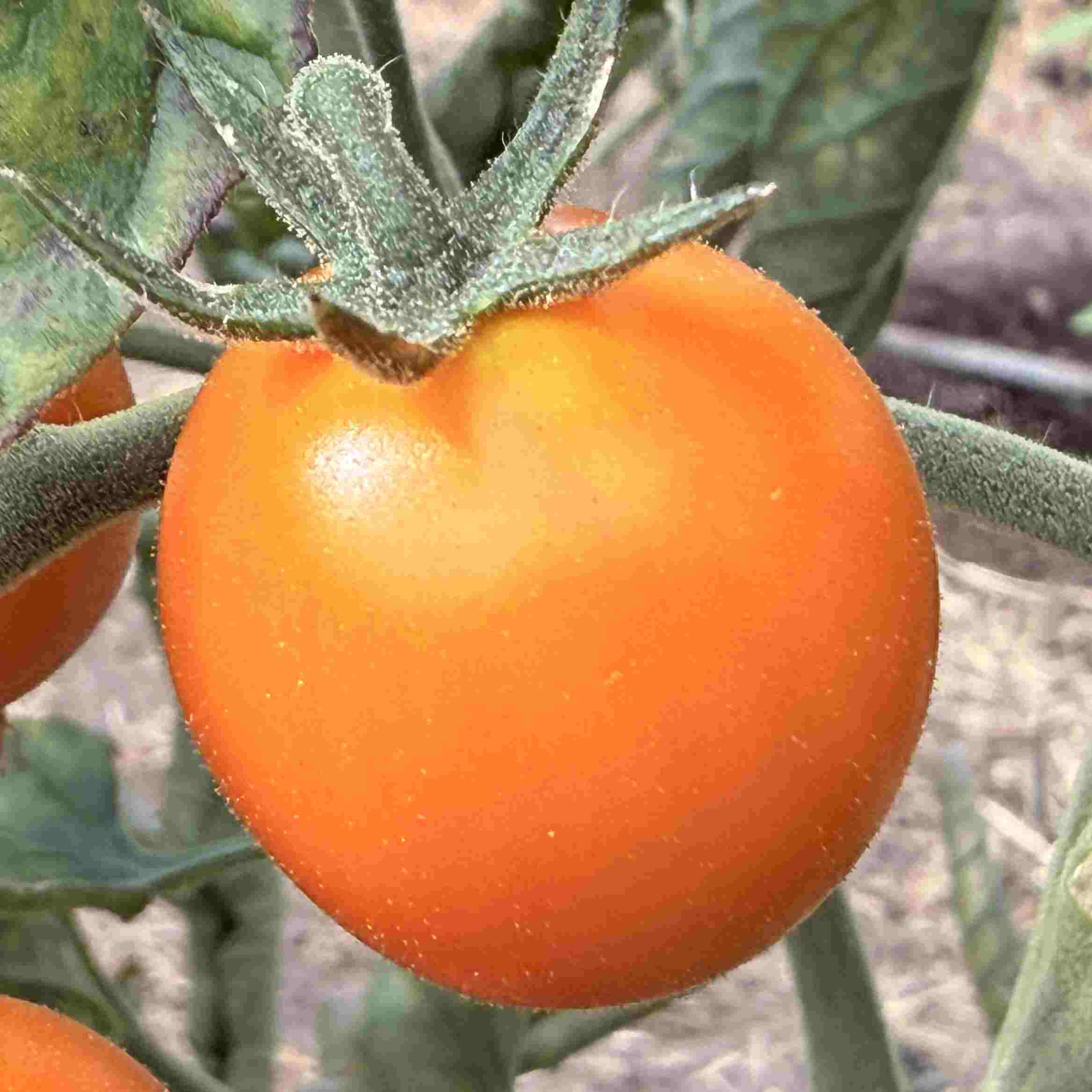 Tomatensaatgut Lillit