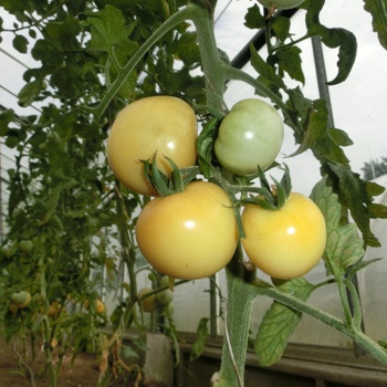 Weiße Tomatenpflanze 