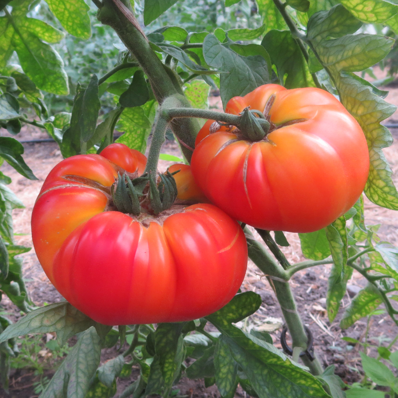 Rote Prachtvolle Tomatenfrucht