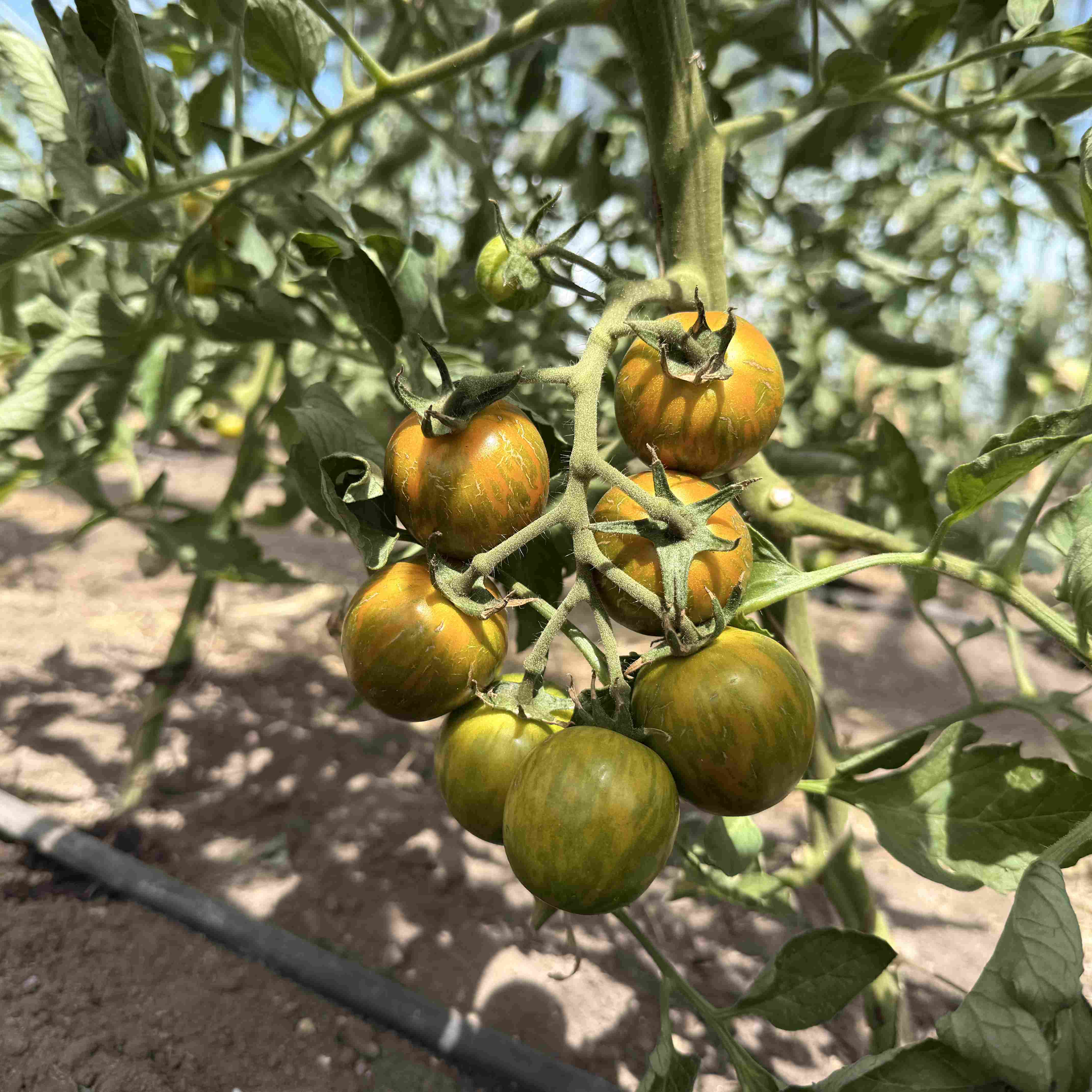 Tomatensaatgut Green Zebra Cherry