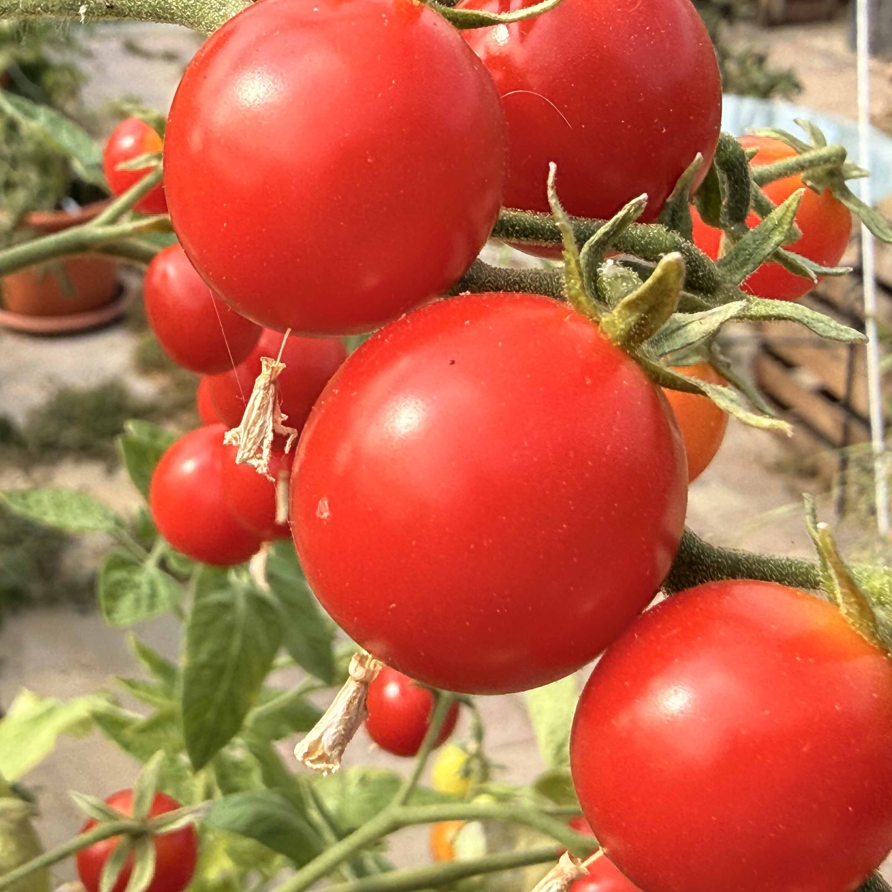 Tomatensaatgut Red Robin