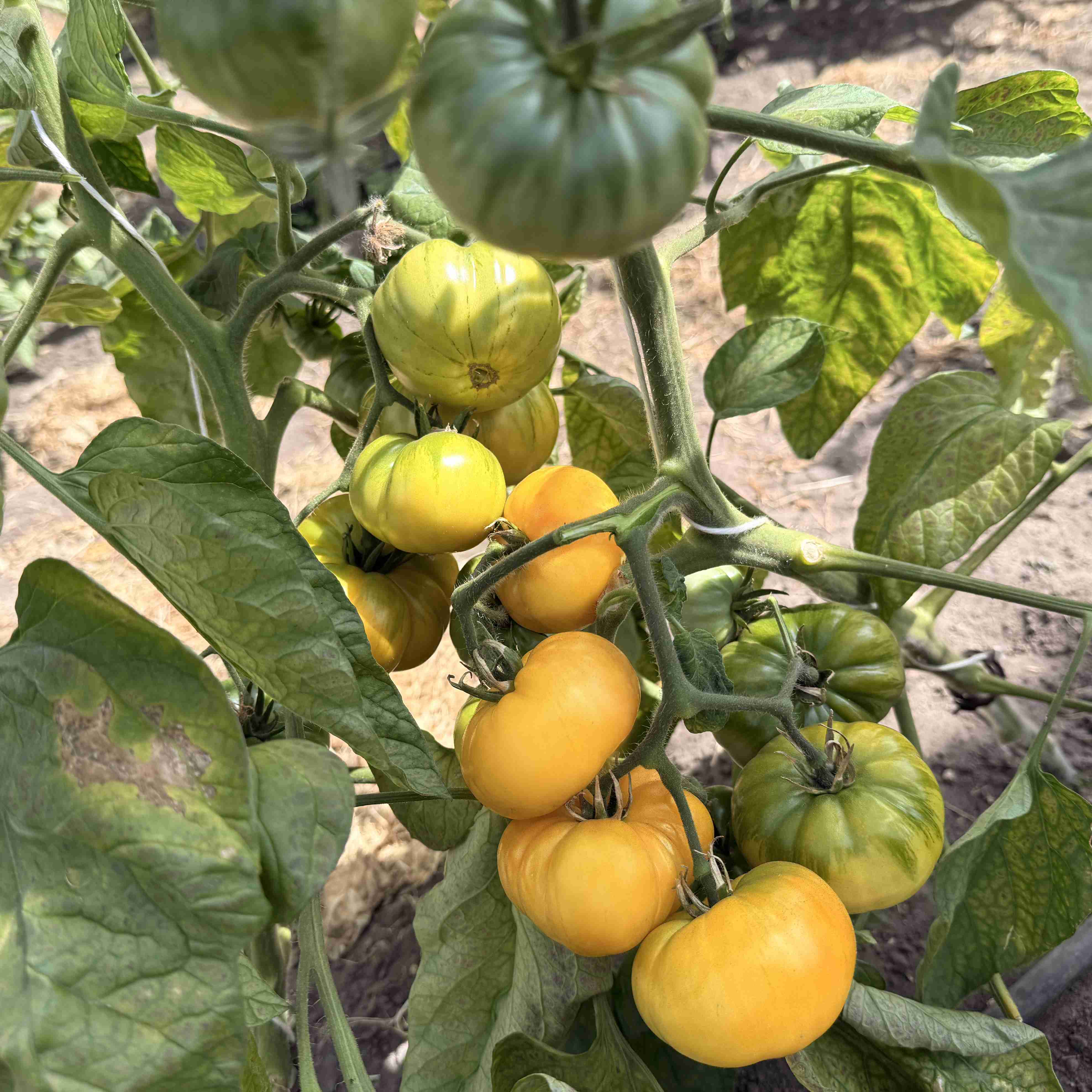 Tomatensaatgut Gail