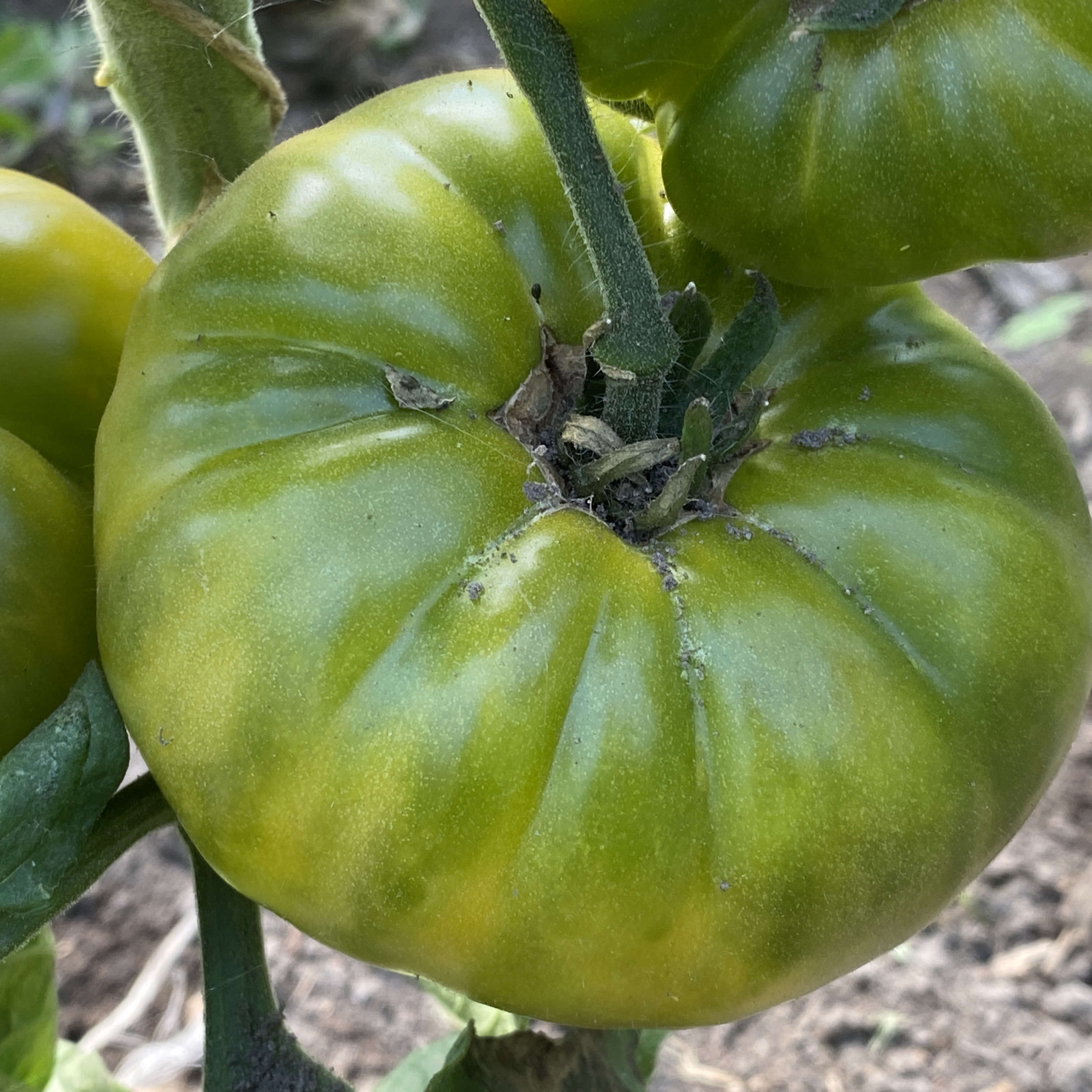 Tomatensaatgut Beryl Beauty
