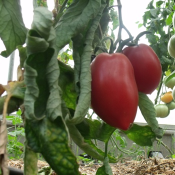 Rote längliche Tomatenvielfalt