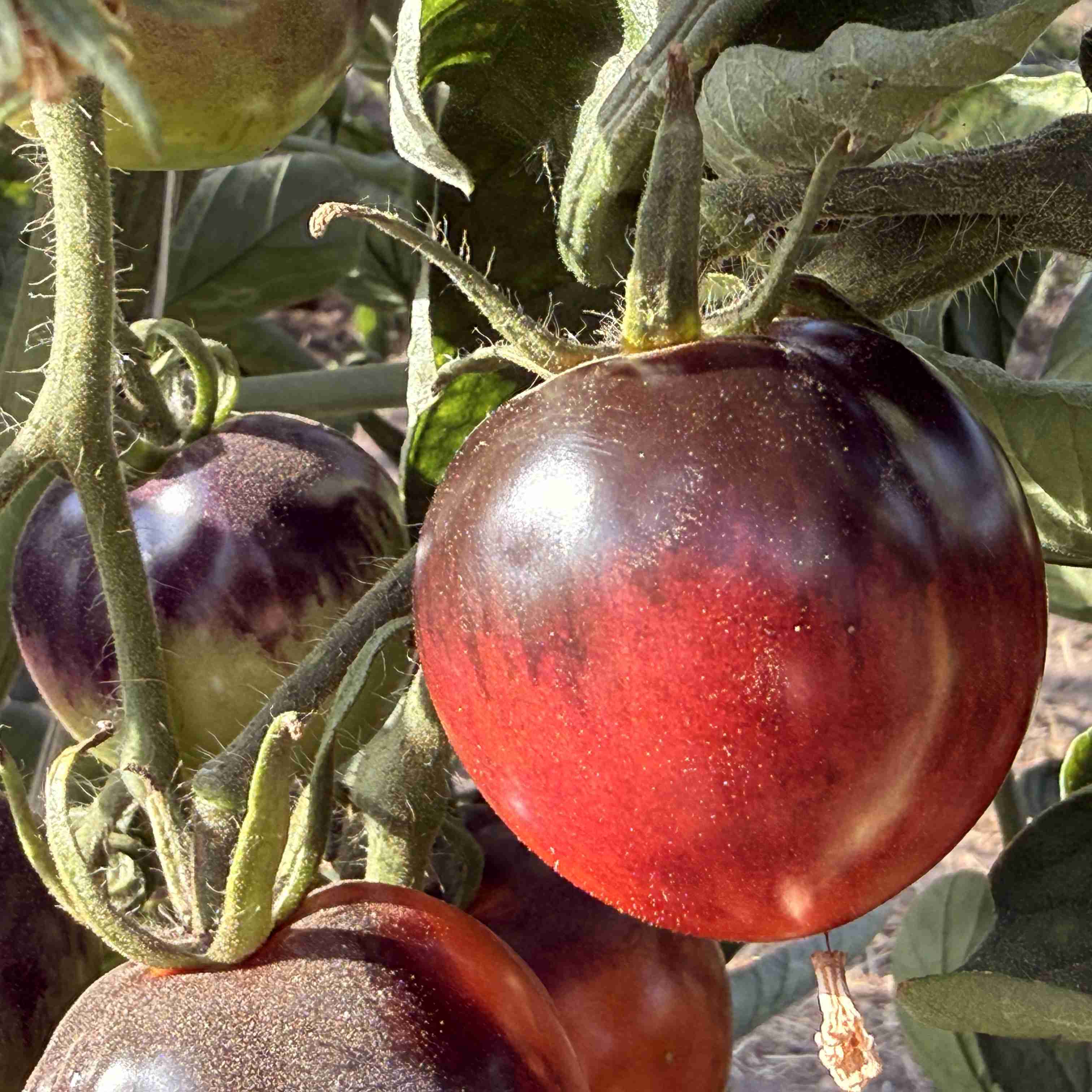 Tomatensaatgut Smokey Blue