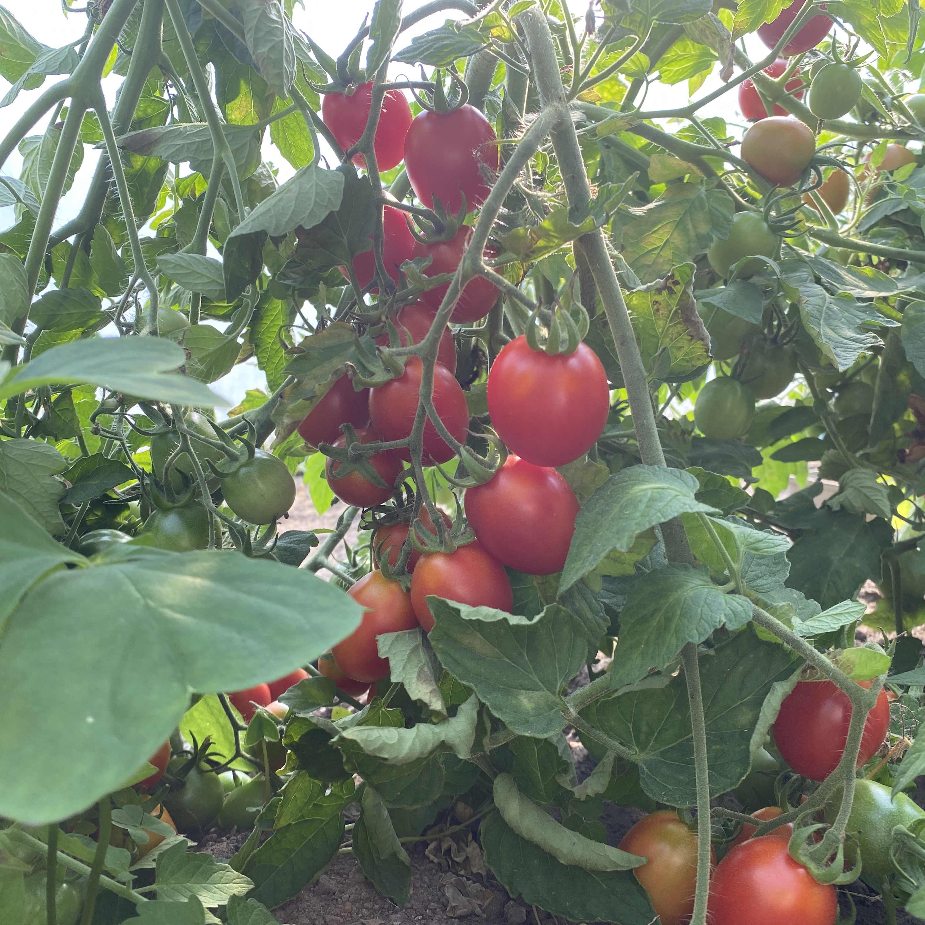 Tomatensaatgut Balconi Plum