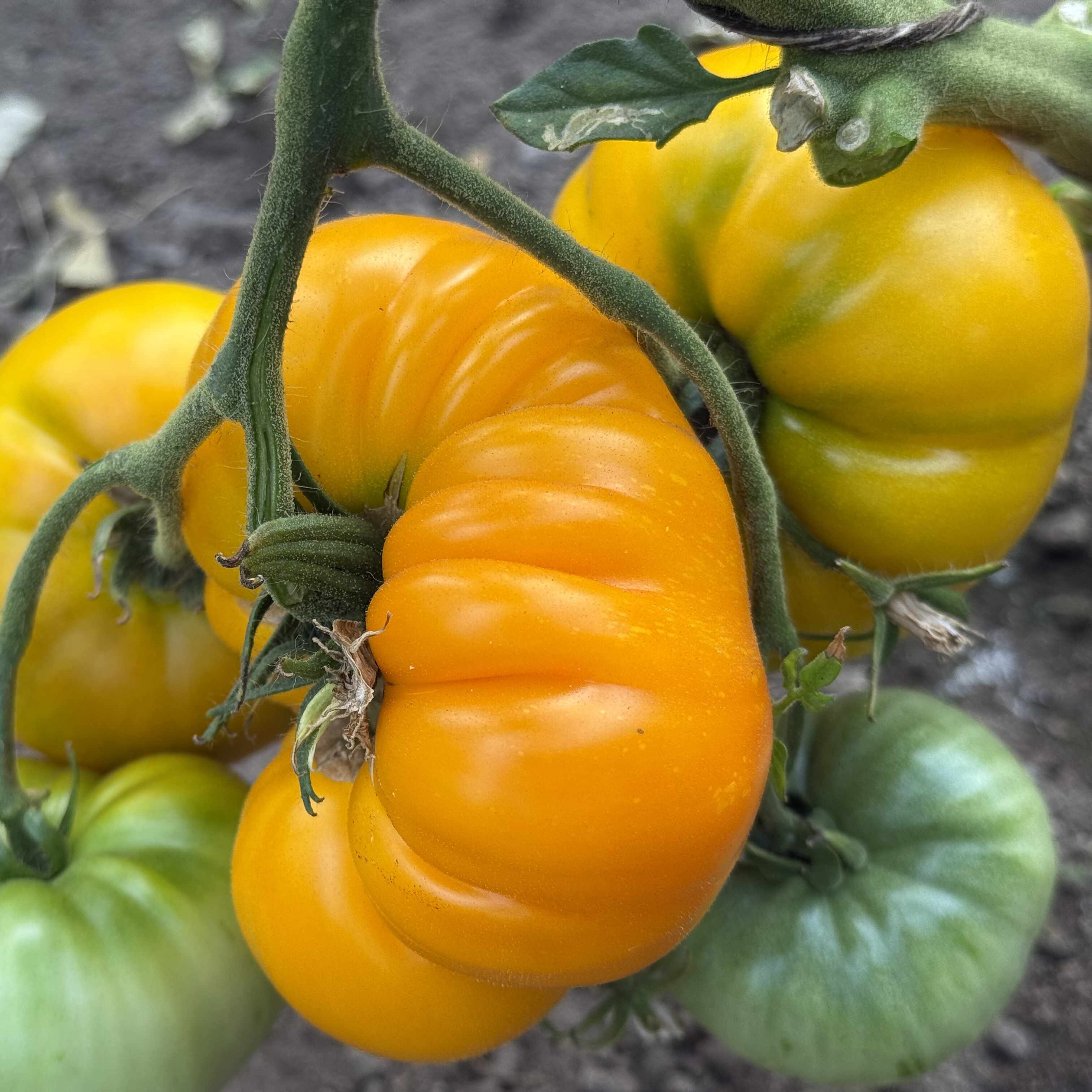 Tomatensaatgut Limmony