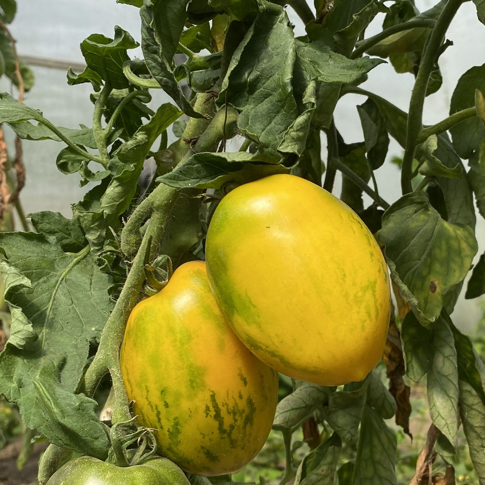 Tomatensaatgut Golden Gate