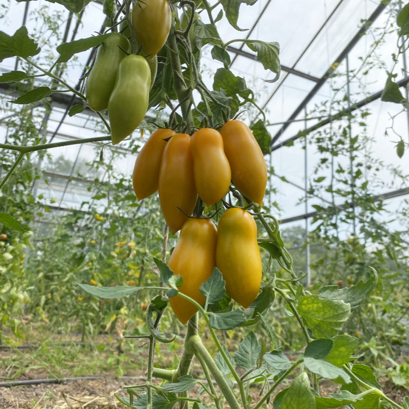 Gelbe Bio Tomate