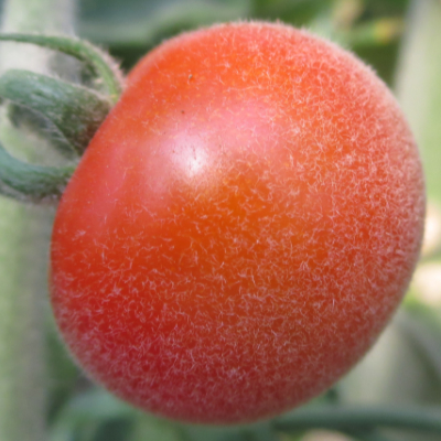 Rote Pelzige Tomatensorte mit Geschmack
