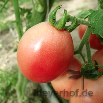 Rot/Pinke bio Tomate mit außergewöhnlichem Geschmack