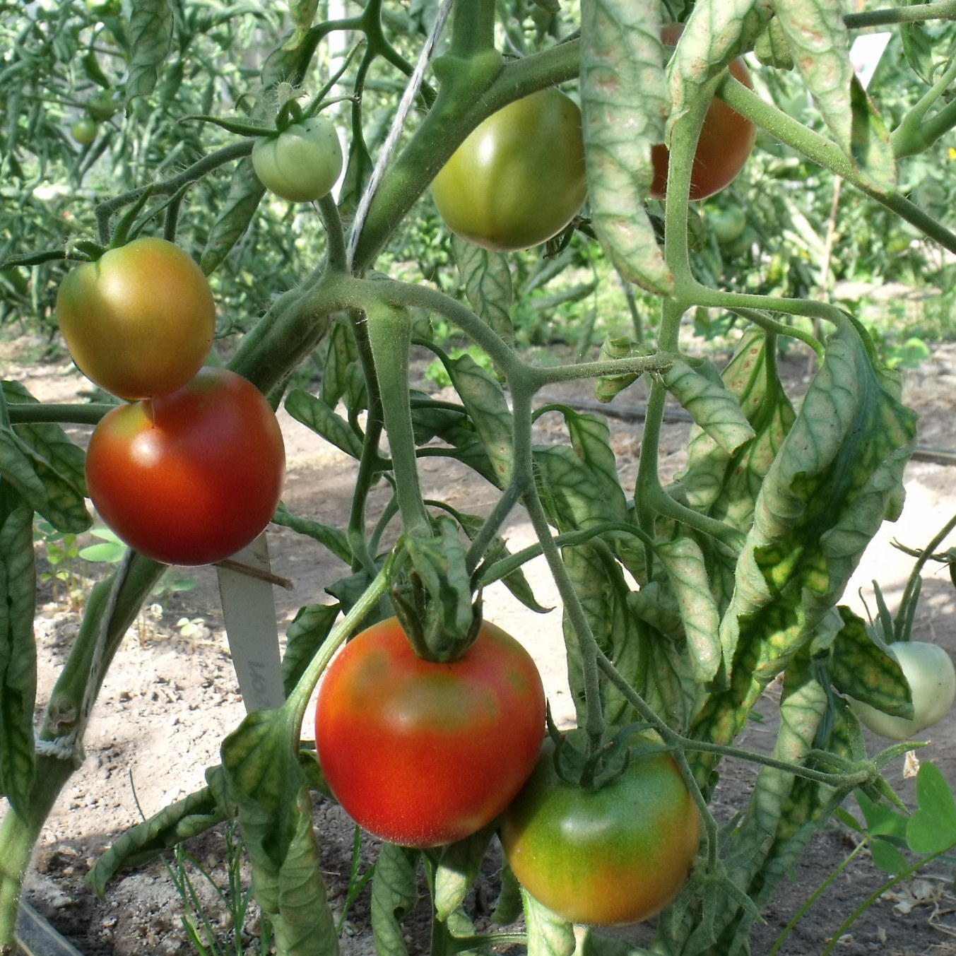 Tomatensaatgut Bison