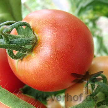 Rote Tomatenfrucht mit Geschmack