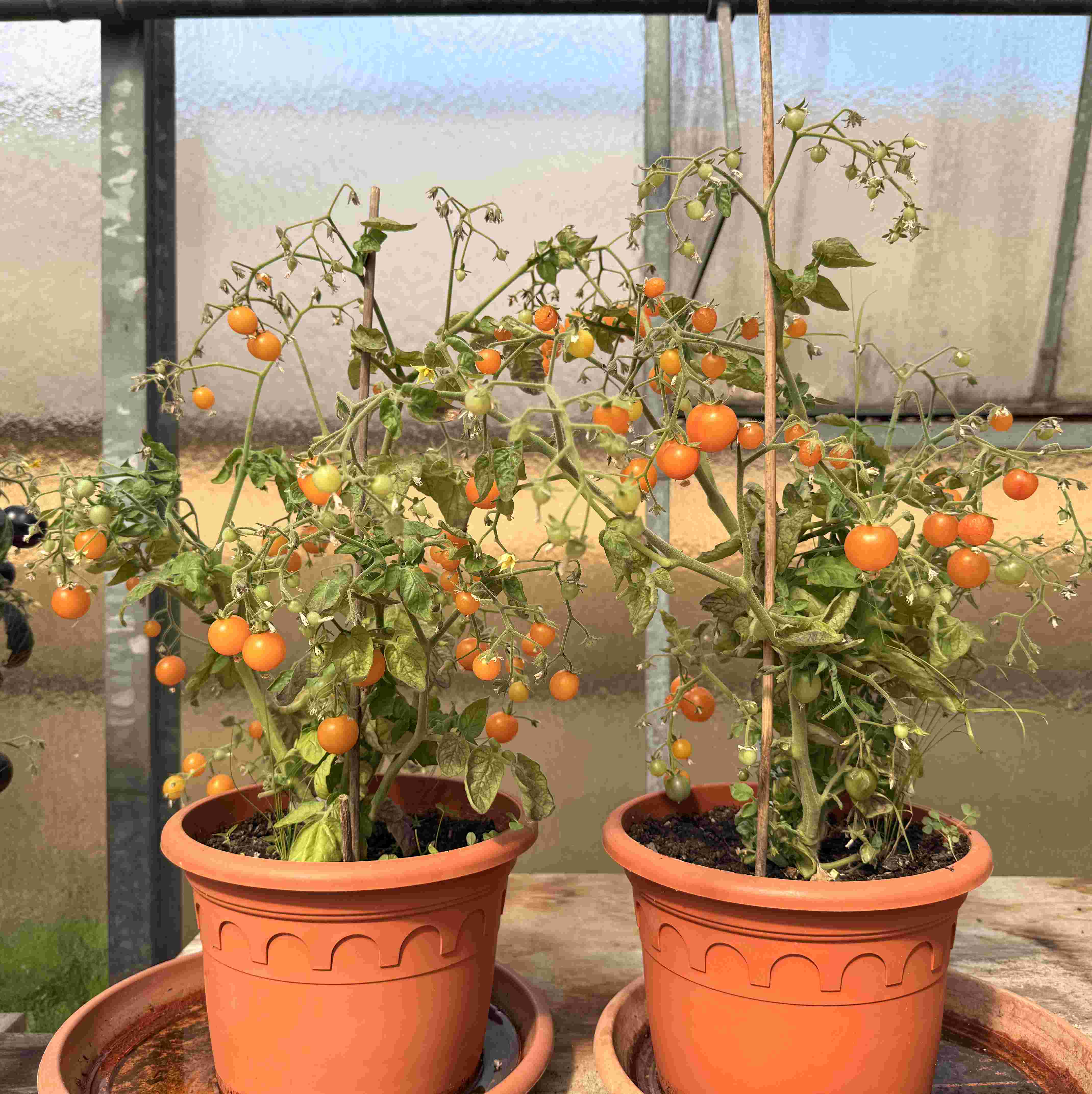 Tomatensaatgut Yellow Pigmy