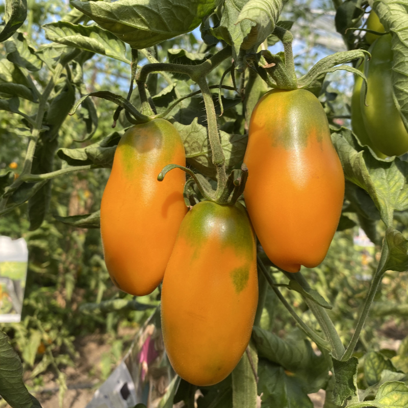 Drei gelbe längliche Tomatnefrüchte