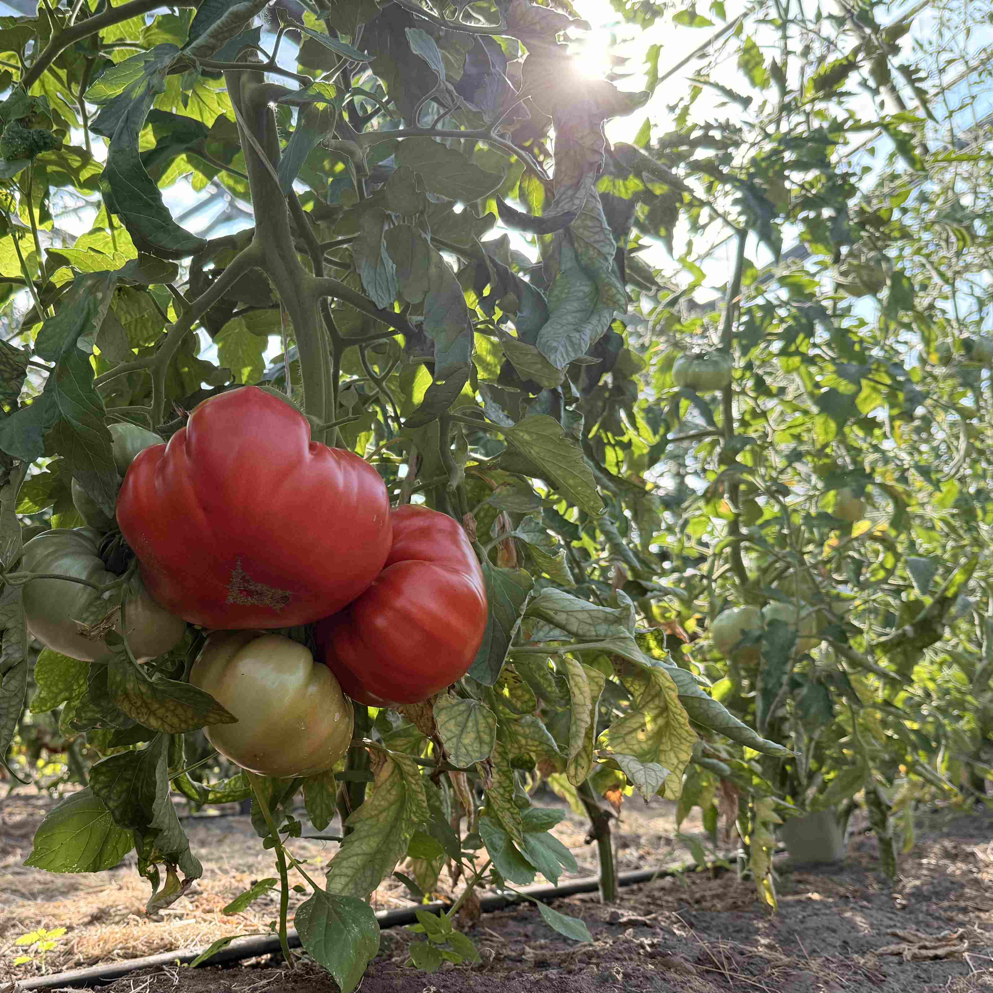 Tomatensaatgut Nonna Antonina