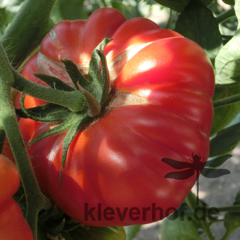 Prachvolle rote Tomatenfrucht