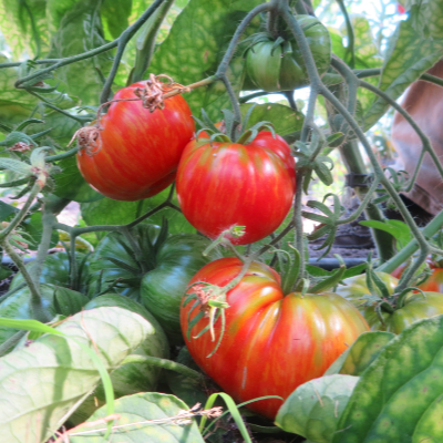 Rote Tomatensorte mit grünen Streifen
