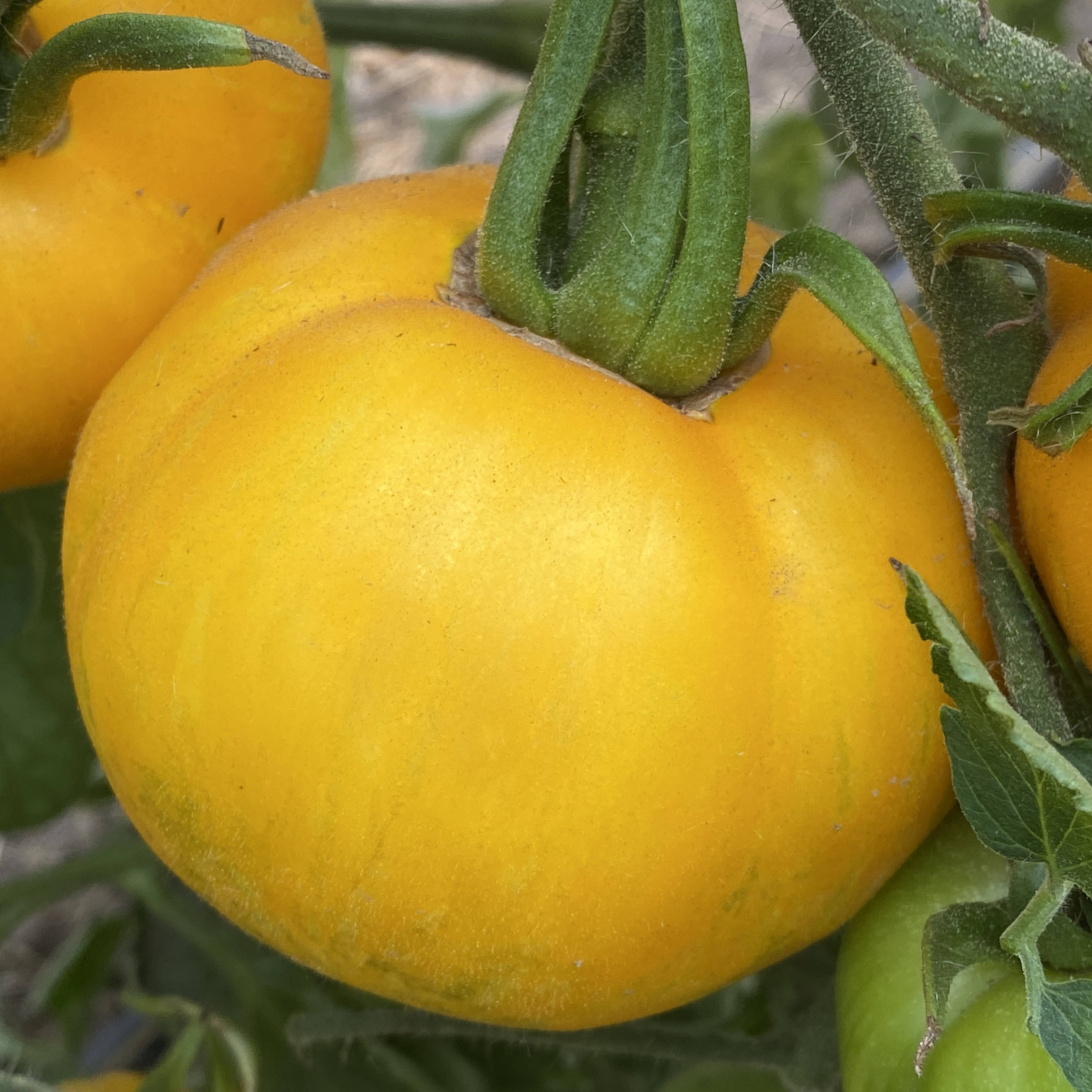 Tomatensaatgut Yellow Fury Boar