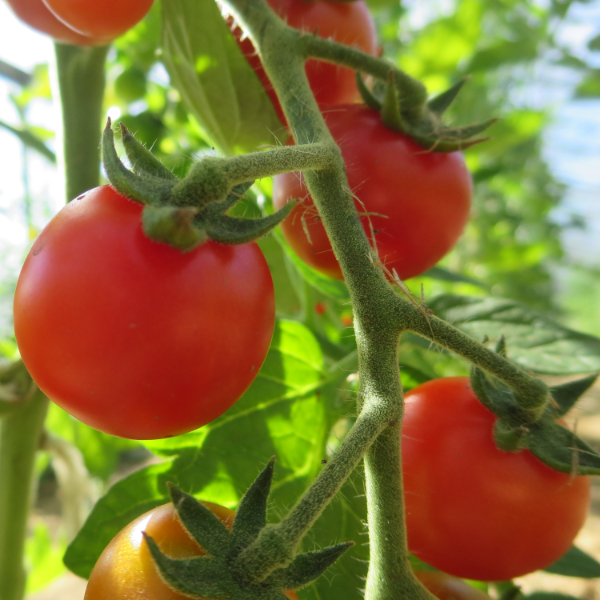 Rote Cherry Tomatenfrüchte