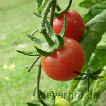 Rote Cherry Tomatenvielfalt mit echtem Geschmack